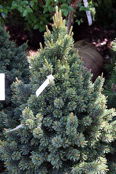 Bristlecone Pine Pinus Aristata North Carolina Extension Gardener