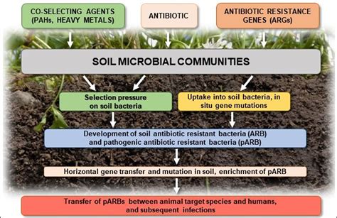 Frontiers Antibiotics In The Soil EnvironmentDegradation And Their