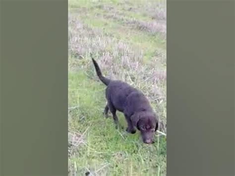 Labradore male puppies available for sale or exchange with exotic pets ...