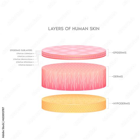 Layer Of The Human Anatomy Skin Dermis Epidermis Adipose Layers And Hypodermis Tissue Skin