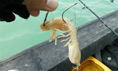 Soal Jawab Mancing Tip Umpan Untuk Mancing Di Laut Umpan