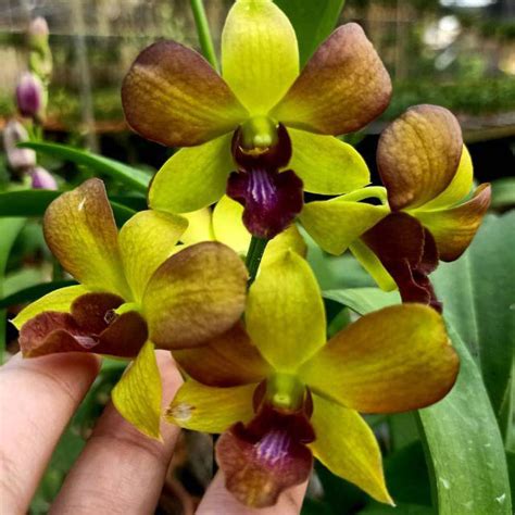 Jual Anggrek Dendrobium Dendrobium Orchid Tanaman Hias Bunga