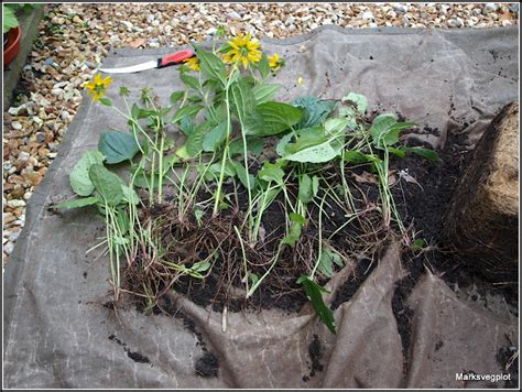 Marks Veg Plot Dividing The Rudbeckia