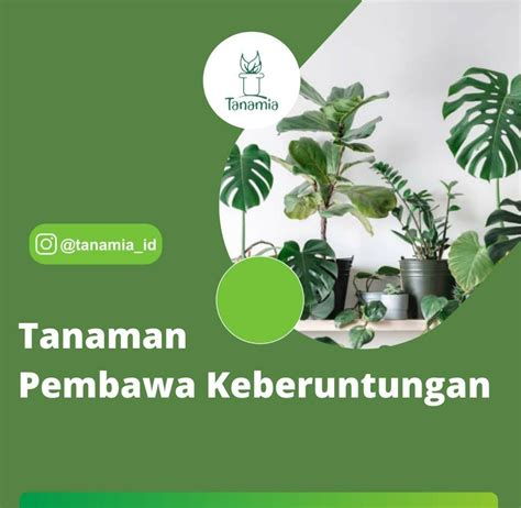 Mau Hoki Wajib Tanam Ini 5 Tanaman Pembawa Keberuntungan Di Depan