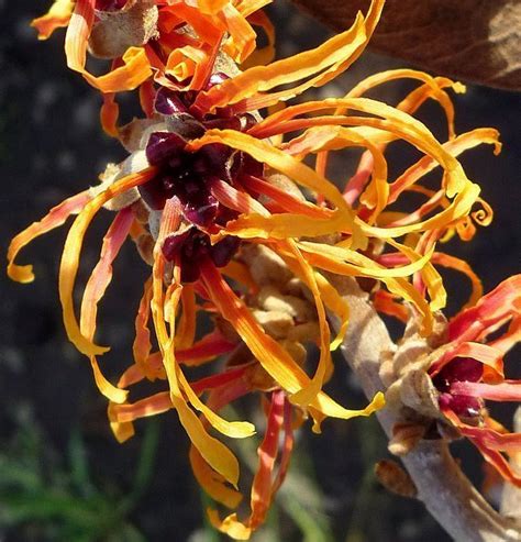 Plantfiles Pictures Witch Hazel Jelena Hamamelis X Intermedia By Mgarr