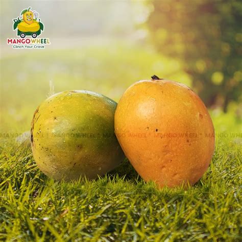 Buy Alphonso Mango Online - Fresh and Flavorful Mangoes Delivered to ...