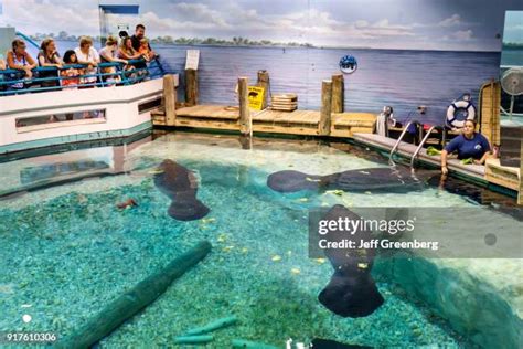 Aquarium Manatee Photos And Premium High Res Pictures Getty Images