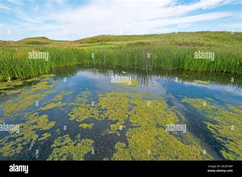 Wetland Pond On A Coastal Beach Stock Photo Alamy