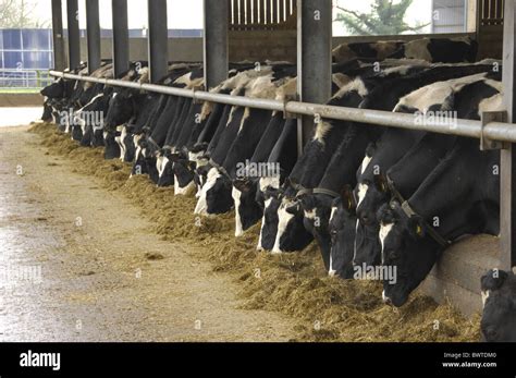 Holstein Cattle Feed Silage Friesian Friesians Holstein Holsteins Cattle Cow Cows Bovid Bovidae