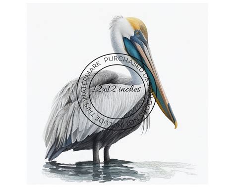 Pelican Art Print Soothing Bird Painting Graceful Nature Etsy