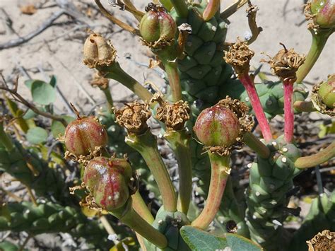 Euphorbia Tuberculata World Of Succulents