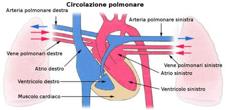 La Piccola Circolazione Circolazione Polmonare Sintesi