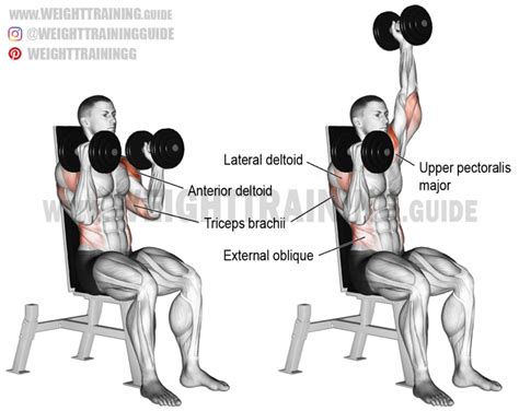 Seated Shoulder Press Sincere Lines