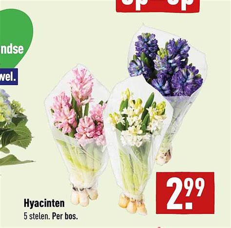 Hyacinten Aanbieding Bij Aldi Folders Nl