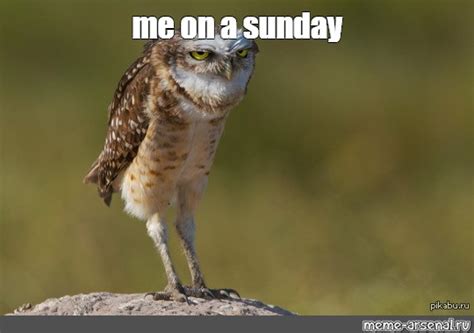 Create Meme Owls Owl Funny Owls Pictures Meme