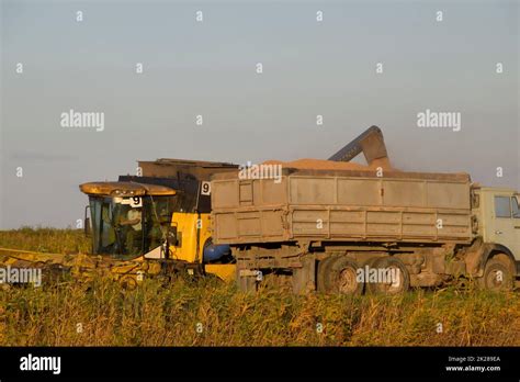 Combine Pours Grain Into A Truck Rice Harvest Stock Photo Alamy