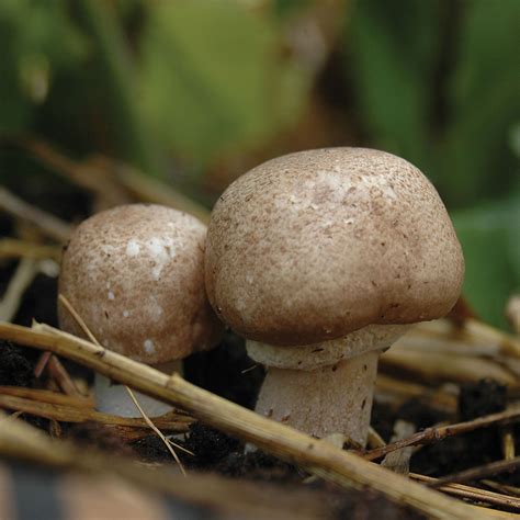 Almond Agaricus Mushroom Organic Sawdust Spawn