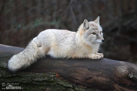 Korsak | Naturfoto.cz