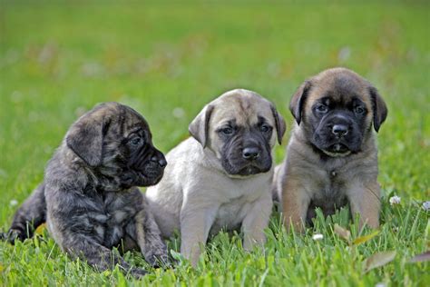 Blue English Mastiff Puppies