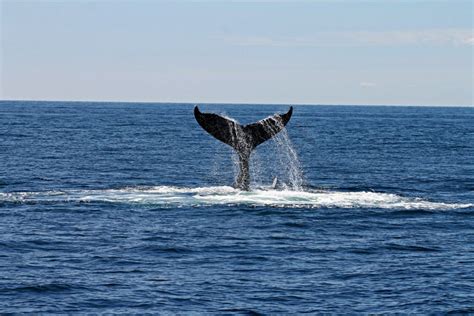 Wildlife of Cape Cod | Cape Cod | Leighton Vacation Rentals