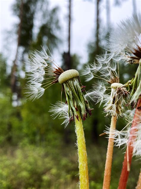 Одуванчик полевой | Flowers, Dandelion, Plants