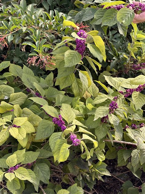 Eco-teers: Everglades Holiday Park Scientific Survey - Flamingo Gardens