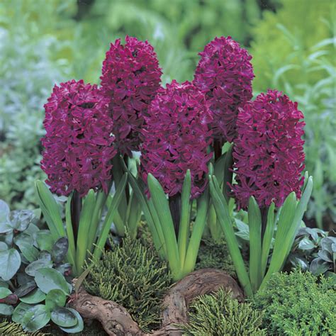 Woodstock Bedding Hyacinth Bulbs Buy Online Boston Bulbs