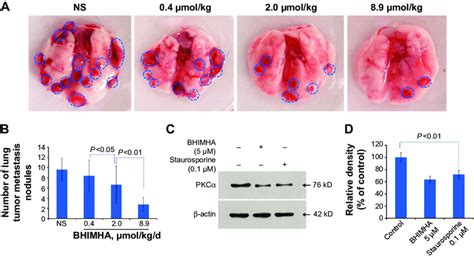 In Vivo Bhimha Dose Dependently Inhibits The Metastasis Of Tumor Toward