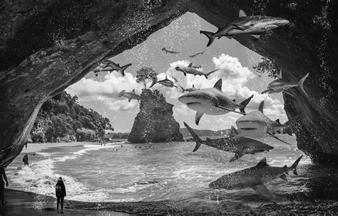 Sharks Cove on Behance