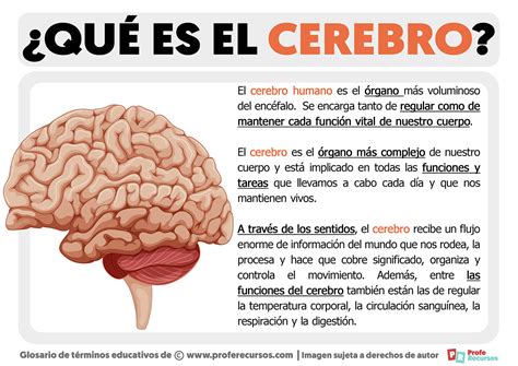 Qué es el Cerebro Definición de Cerebro