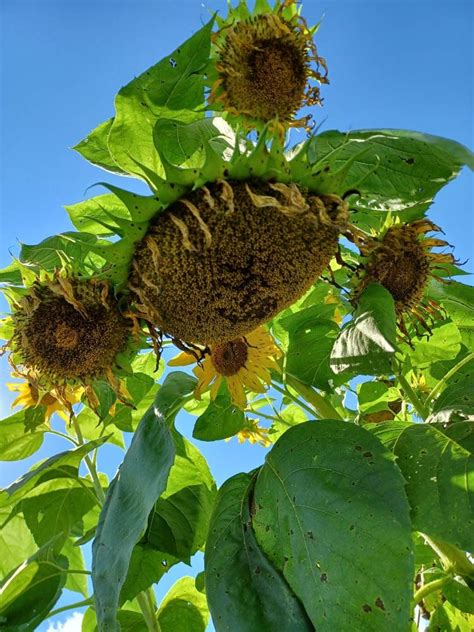 Live Mammoth Sunflower Plant Seedling Two Live Plants Free Etsy