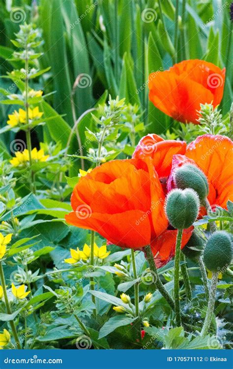 Papaver Has Medicinal Properties Stems Contain Latex Milk Latex In