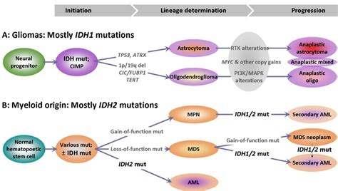 Isocitrate Dehydrogenase Cancer