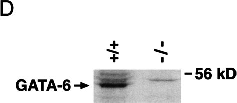 Gata Regulates Hnf And Is Required For Differentiation Of Visceral