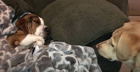 Basset Hound is Definitely Not 'A Morning Person'