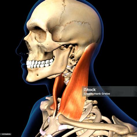 The Sternocleidomastoid Neck Muscle Isolated Within S