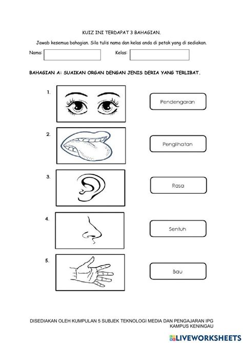 Kuiz Organ Deria Manusia Worksheet Live Worksheets