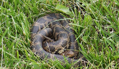 Fox Snake Good Natured