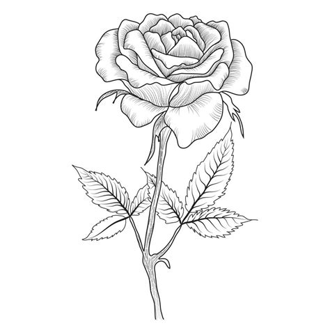 Free Vector Line Art And Hand Drawing Flower Art Black And White Flat