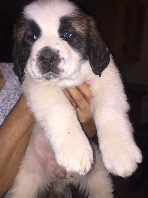 Saint Bernard Puppies for sale | Saint Bernard Breeder | Bosque Farms