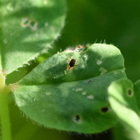 Spring Control Of Redlegged Earth Mite PIRSA