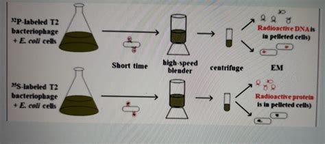 Solved 9q P Labeled T2 Bacteriophage E Coli Cells