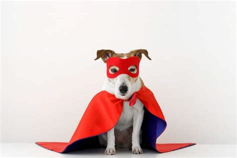 250 Best Superhero Dog Names 2022 Updated Dog Dispatch