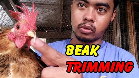 How To Trim Chicken Beak Beak Trimming Youtube