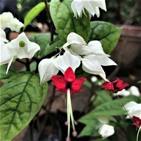 bleeding glory vine care indoors clerodendrum thomsoniae care indoors