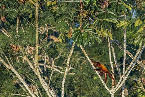 Ecuador Photo Tour | Photo Wildlife Tours - Ecuador photo tour