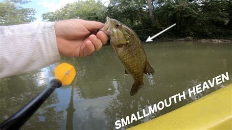 Smallmouth Bass Fishing In Indiana Urban Creek Youtube