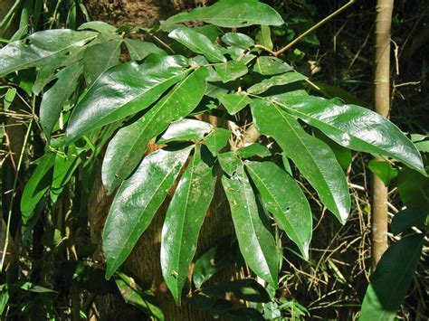 Cynometra Inaequifolia Fabaceae Image At Phytoimages Siu Edu