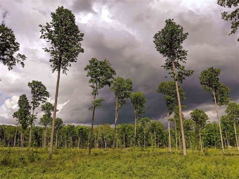 What Is Seed Tree Harvesting | Storables