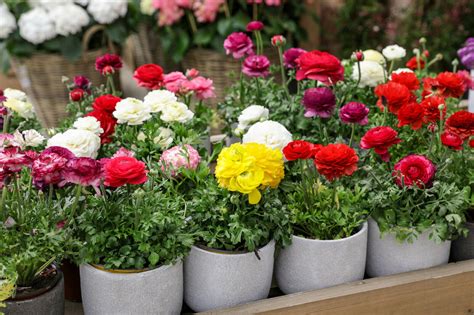 Ranunculus Asiaticus Mix Summer Flowering Bulbs Buttercup Garden